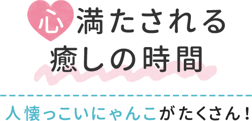 心満たされる癒しの時間　|　人懐っこいにゃんこがたくさん！