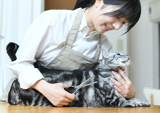 トリミングをされる猫ちゃん